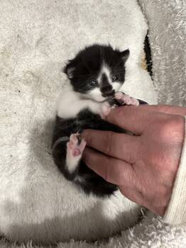 Tumbles -  Domestic Short Hair and Tuxedo Cat for Adoption in Walled Lake, Michigan - Tumbles | PetCurious