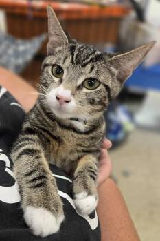 Rescue Domestic Short Hair Cats for Adoption in Puyallup, Washington - Ralph | PetCurious