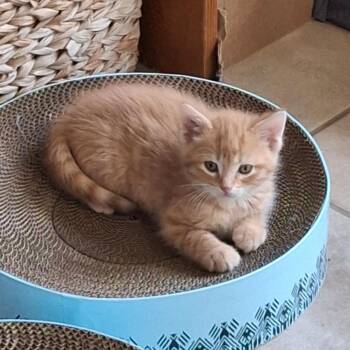 Domestic Short Hair Cats Available for Adoption in Gresham, Wisconsin - ROCKY | PetCurious