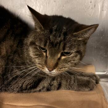 Rescue Domestic Short Hair Cats for Adoption in Chattanooga, Tennessee - Alucard | PetCurious