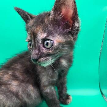 Grace -  Domestic Short Hair Cat Available for Adoption in Elfin Forest, California - Grace | PetCurious