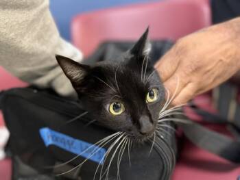 Domestic Short Hair Cats Available for Adoption in Doral, Florida - CHANGGE | PetCurious