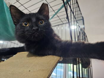 Rescue Domestic Short Hair Cats for Adoption in Frisco, Texas - Beauty | PetCurious