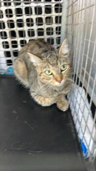 Rescue Domestic Short Hair Cats for Adoption in Palmetto, Florida - VERONICA | PetCurious