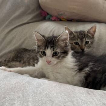 Onyx -  Domestic Medium Hair and Domestic Long Hair Cat for Adoption in Houston, Texas - Onyx | PetCurious