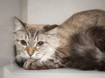 MOCHI -  Domestic Short Hair Cat for Adoption in Phoenix, Arizona - MOCHI | PetCurious