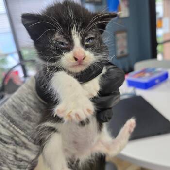 Gabby -  Domestic Short Hair Cat for Adoption in Newark, New Jersey - Gabby | PetCurious
