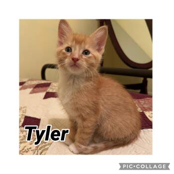 Domestic Short Hair Cats Available for Adoption in Richmond, Virginia - Tyler | PetCurious