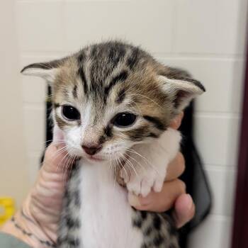 Jack -  Domestic Short Hair Cat for Adoption in Lake Panasoffkee, Florida - Jack | PetCurious