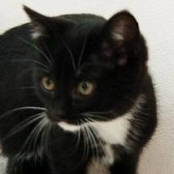 Navarre -  Domestic Short Hair Cat for Adoption in Calverton, New York - Navarre | PetCurious