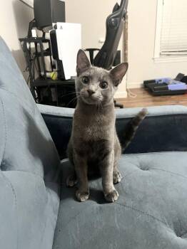 Kermit (Available for pre-adoption) -  Russian Blue Cat for Adoption in Camden, South Carolina - Kermit (Available For Pre-adoption) | PetCurious
