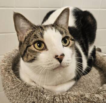 Rescue Domestic Short Hair Cats for Adoption in Syracuse, New York - Arnold | PetCurious