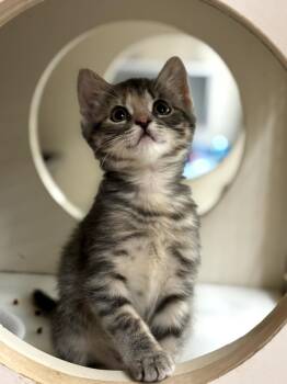 Rescue Domestic Short Hair and Tabby Cats for Adoption in Orland Park, Illinois - Mila | PetCurious