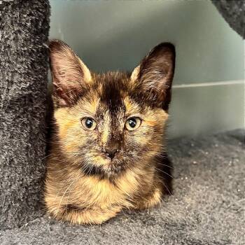 Rescue Domestic Short Hair Cats for Adoption in Hannibal, Missouri - The Mad Hatter | PetCurious