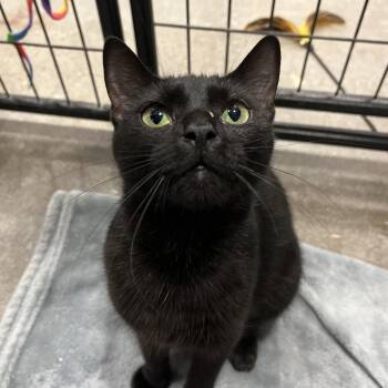 Sarabi -  Domestic Short Hair Cat for Adoption in Columbus, Ohio - Sarabi | PetCurious