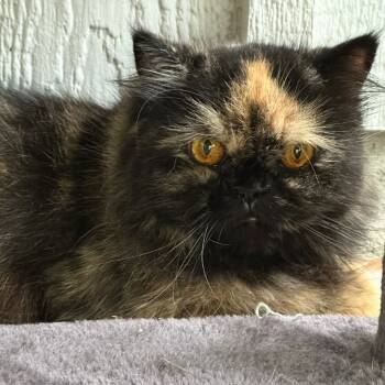 Rescue Persian Cats for Adoption in Pahoa, Hawaii - Tortie | PetCurious