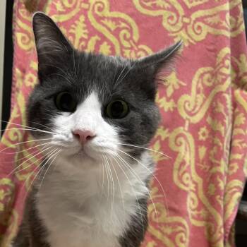 Domestic Short Hair Cats Available for Adoption in Laredo, Texas - Grayson | PetCurious