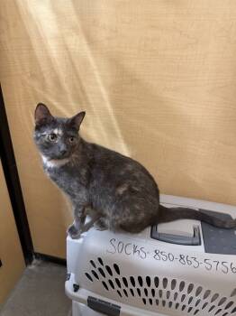 Rescue Domestic Short Hair Cats for Adoption in Fort Walton Beach, Florida - Zelda | PetCurious