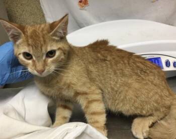 Rescue Domestic Short Hair Cats for Adoption in Riverside, California - TWEEDLE DEE | PetCurious