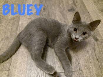 Bluey -  Domestic Short Hair Cat for Adoption in West Mifflin, Pennsylvania - Bluey | PetCurious