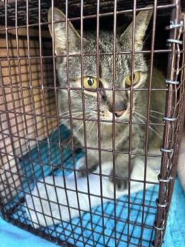 KITTY -  Domestic Short Hair Cat for Adoption in West Palm Beach, Florida - KITTY | PetCurious