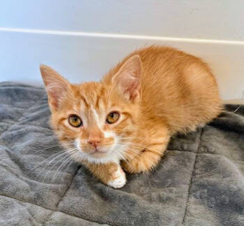 Rescue Domestic Short Hair Cats for Adoption in Chapel Hill, North Carolina - Thomas | PetCurious