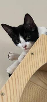 Rescue Domestic Short Hair Cats for Adoption in Oceanside, California - Bristol | PetCurious