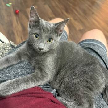 Tobey -  Domestic Short Hair Cat for Adoption in York, Pennsylvania - Tobey | PetCurious