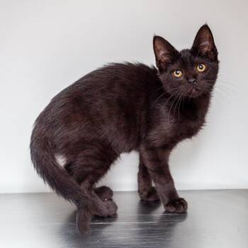 Lucky -  Domestic Short Hair Cat for Adoption in Hattiesburg, Mississippi - Lucky | PetCurious