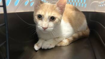 RUDY -  Domestic Short Hair Cat for Adoption in Houston, Texas - RUDY | PetCurious