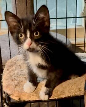 Rescue Domestic Medium Hair Cats for Adoption in Great Neck, New York - Vindaloo | PetCurious