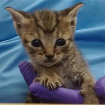 LILI -  Domestic Short Hair Cat for Adoption in Doral, Florida - LILI | PetCurious