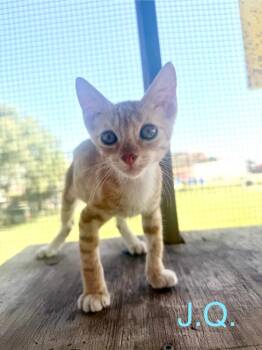 JQ -  Tabby Cat for Adoption in San Antonio, Texas - JQ | PetCurious