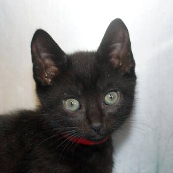 Domestic Short Hair Cats Available for Adoption in West Palm Beach, Florida - Eggroll - Yellow | PetCurious