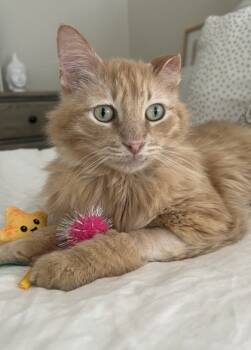 Rescue Domestic Long Hair and Domestic Short Hair Cats for Adoption in Fort Worth, Texas - Zeus | PetCurious