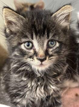 Smarty Pants 544-26 -  Domestic Short Hair Cat for Adoption in Cumming, Georgia - Smarty Pants 544-26 | PetCurious