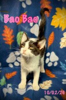 Bao Bao -  Domestic Short Hair Cat for Adoption in Pleasanton, Texas - Bao Bao | PetCurious
