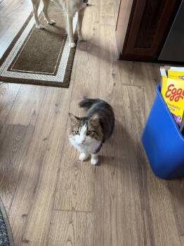 Domestic Long Hair Cats Available for Adoption - Oliver | PetCurious