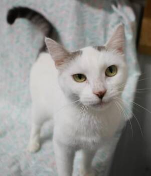 Jemma -  Domestic Short Hair Cat for Adoption in Thief River Falls, Minnesota - Jemma | PetCurious
