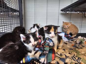Crawford Kittens -  Domestic Short Hair Cat Available for Adoption in Denison, Iowa - Crawford Kittens | PetCurious