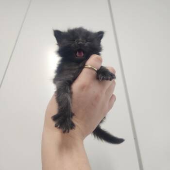 Wombat -  Domestic Medium Hair Cat for Adoption in Pullman, Washington - Wombat | PetCurious