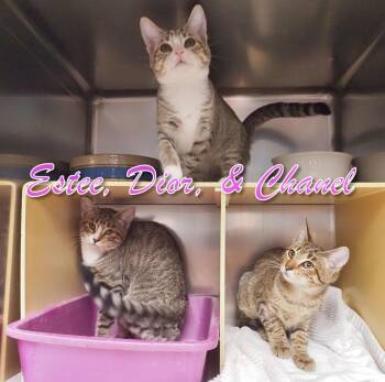 Rescue Domestic Short Hair Cats for Adoption in Middle Township, New Jersey - Estee, Dior & Chanel | PetCurious