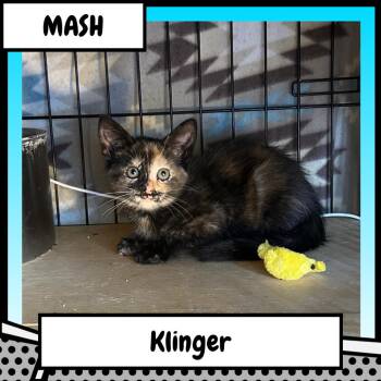 Maxine "Klinger" Klinger -  Domestic Medium Hair Cat for Adoption in Suisun City, California - Maxine "Klinger" Klinger | PetCurious