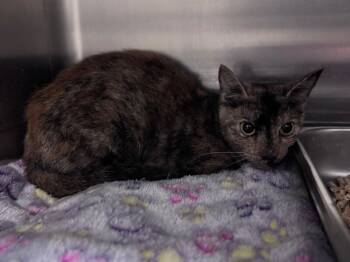Rescue Tortoiseshell and Domestic Short Hair Cats for Adoption in Disputanta, Virginia - Foxxy | PetCurious