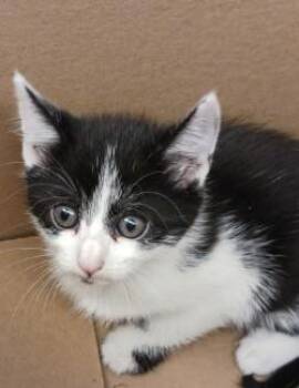 Clove -  Domestic Short Hair Cat for Adoption in West Memphis, Arkansas - Clove | PetCurious