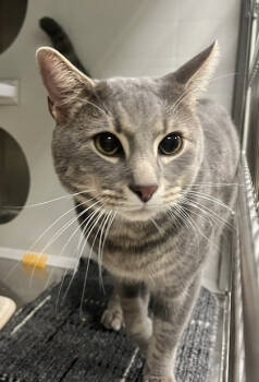 Rescue Domestic Short Hair Cats for Adoption in Twinsburg, Ohio - Gemini | PetCurious