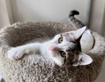 Dolly -  Domestic Short Hair Cat for Adoption in Ashland, Ohio - Dolly | PetCurious