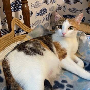 Fiona -  Domestic Short Hair Cat for Adoption in Goshen, Indiana - Fiona | PetCurious