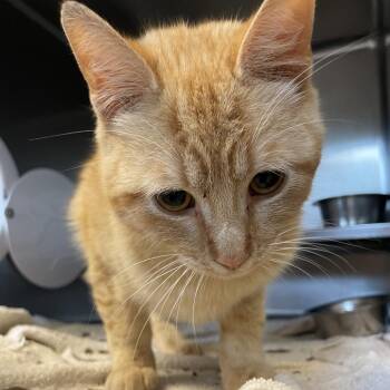 Hopscotch -  Domestic Short Hair Cat for Adoption in Bristol, Indiana - Hopscotch | PetCurious
