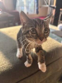 Lily Jean -  Domestic Short Hair Cat for Adoption in Fairfax, Virginia - Lily Jean | PetCurious